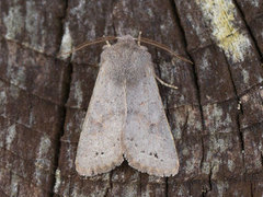 Lead-coloured Drab (Orthosia populeti)