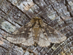 Brindled Beauty (Lycia hirtaria)