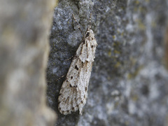 Vårdorskmøll (Diurnea fagella)