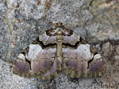 The Streamer (Anticlea derivata)