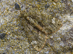 Red-green Carpet (Chloroclysta siterata)