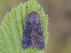 Lead-coloured Drab (Orthosia populeti)