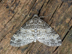 The Seraphim (Lobophora halterata)