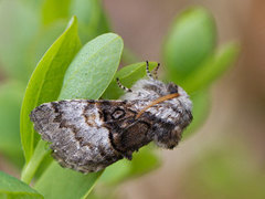 Hasselmunkefly (Colocasia coryli)