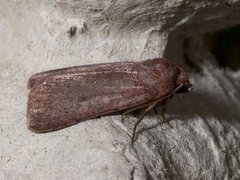 Neglected Rustic (Xestia castanea)