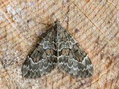 Spruce Carpet (Thera variata)