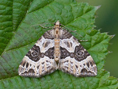 Small Phoenix (Ecliptopera silaceata)