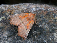 The Herald (Scoliopteryx libatrix)