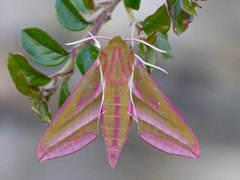 Elephant Hawk-moth (Deilephila elpenor)