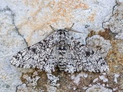 Bjørkelurvemåler (Biston betularia)