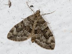 Spruce Carpet (Thera variata)