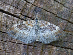 Red Twin-spot Carpet (Xanthorhoe spadicearia)