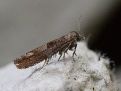 Common Birch Bell (Epinotia immundana)