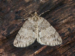 May Highflyer (Hydriomena impluviata)