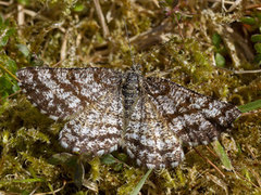 Common Heath (Ematurga atomaria)