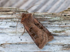 Kobberfly (Chersotis cuprea)