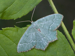 Common Emerald (Hemithea aestivaria)
