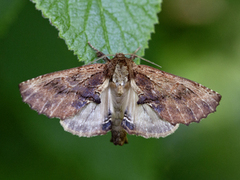 Coxcomb Prominent (Ptilodon capucina)