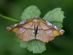 Lilac Beauty (Apeira syringaria)
