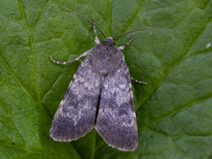 Northern Rustic (Standfussiana lucernea)