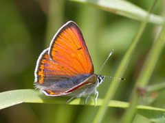 Purpurgullvinge (Lycaena hippothoe)