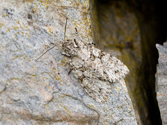 Grey Arches (Polia nebulosa)