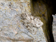 Grått hakefly (Polia nebulosa)