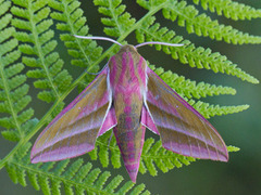 Stor snabelsvermer (Deilephila elpenor)