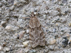 Large Grey (Scoparia subfusca)