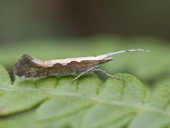 Diamond-back Moth (Plutella xylostella)