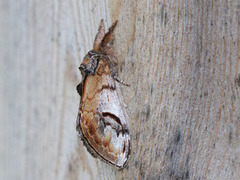 Pebble Prominent (Notodonta ziczac)