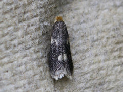 Ectoedemia weaveri