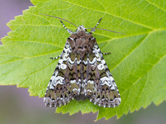 Flekkfly (Crypsedra gemmea)