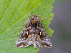 Beautiful Golden Y (Autographa pulchrina)