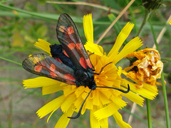 Seksflekket bloddråpesvermer (Zygaena filipendulae)