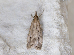 Blek mosemott (Eudonia pallida)