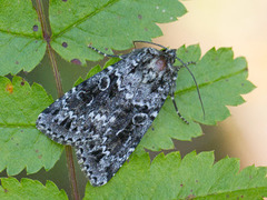 Grått taigafly (Xestia speciosa)