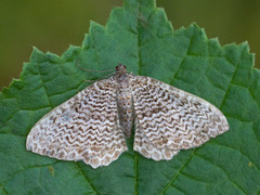 Scallop Shell (Rheumaptera undulata)