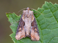 Double Lobed (Lateroligia ophiogramma)