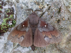 Pine Lappet (Dendrolimus pini)
