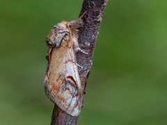 Pebble Prominent (Notodonta ziczac)