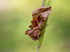 Plain Golden Y (Autographa jota)