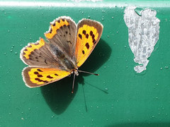 Ildgullvinge (Lycaena phlaeas)