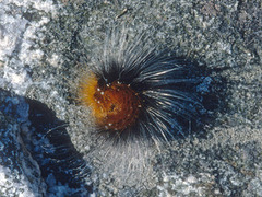 Garden Tiger (Arctia caja)