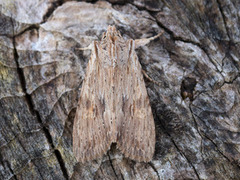 Pale Pinion (Lithophane socia)