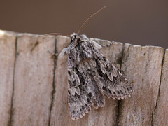 Vivendelfly (Xylocampa areola)