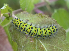 Nattpåfugløye (Saturnia pavonia)