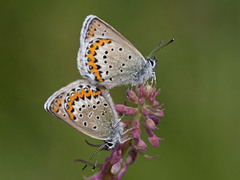 Idas blue (Plebejus idas)