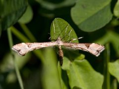 Hestehovfjærmøll (Platyptilia gonodactyla)