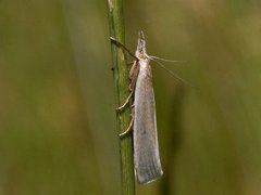 Yellow Satin Veneer (Crambus perlella)